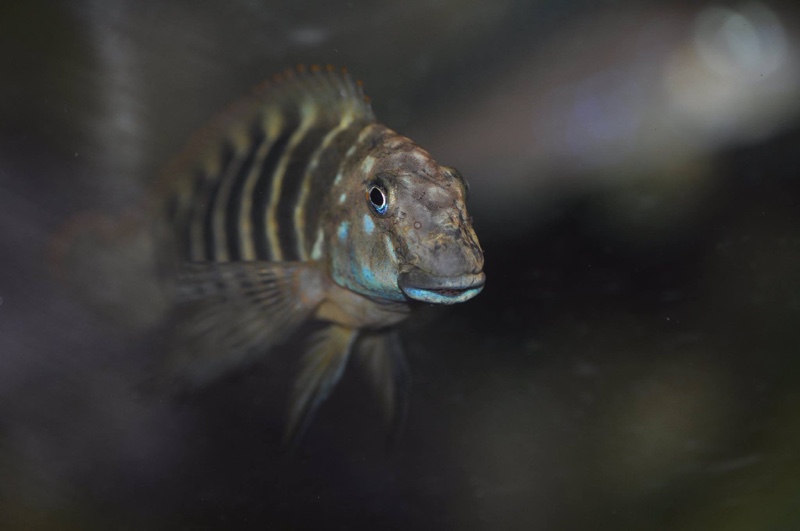 Eretmodus marksmithi 'Burundi'